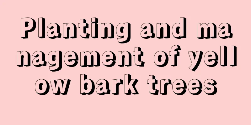 Planting and management of yellow bark trees