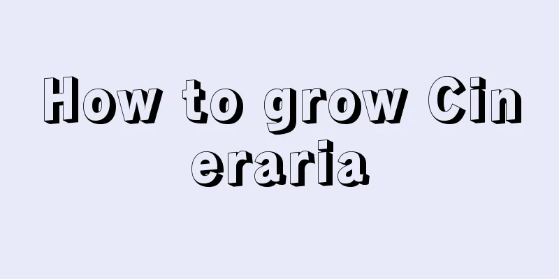 How to grow Cineraria