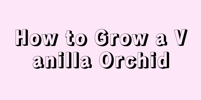 How to Grow a Vanilla Orchid