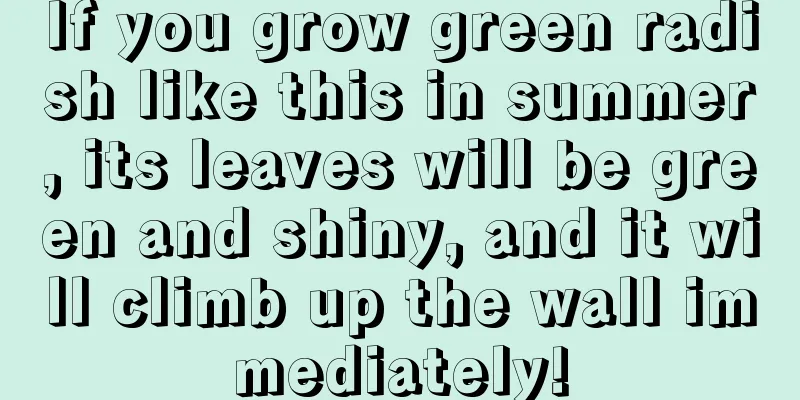 If you grow green radish like this in summer, its leaves will be green and shiny, and it will climb up the wall immediately!