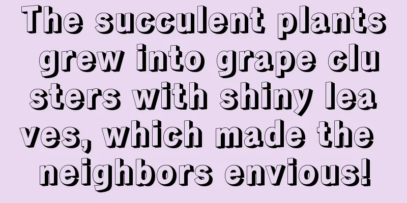 The succulent plants grew into grape clusters with shiny leaves, which made the neighbors envious!