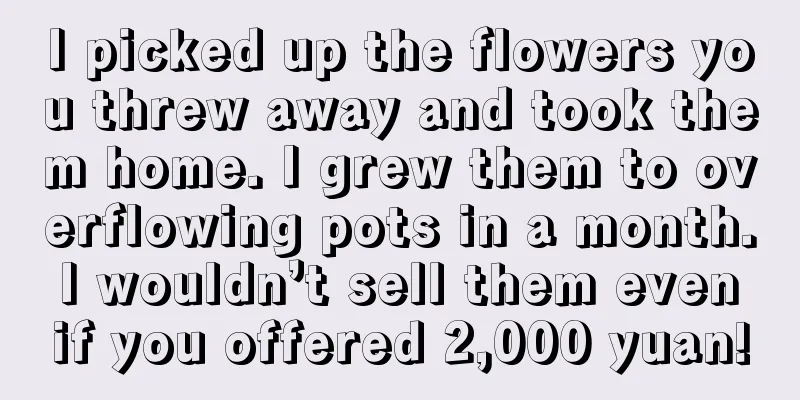 I picked up the flowers you threw away and took them home. I grew them to overflowing pots in a month. I wouldn’t sell them even if you offered 2,000 yuan!