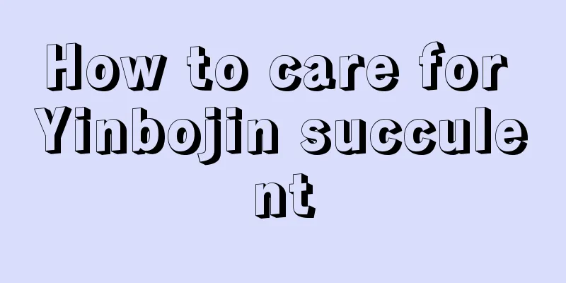 How to care for Yinbojin succulent