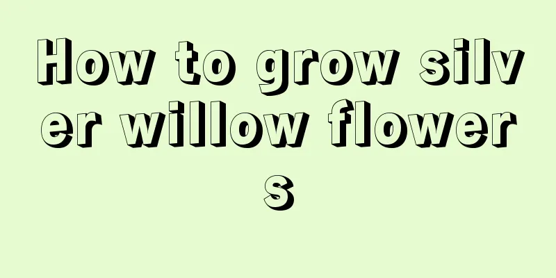 How to grow silver willow flowers