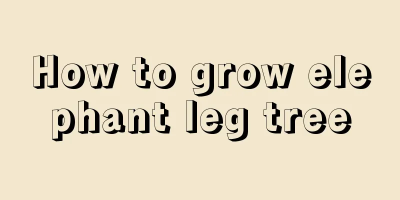 How to grow elephant leg tree