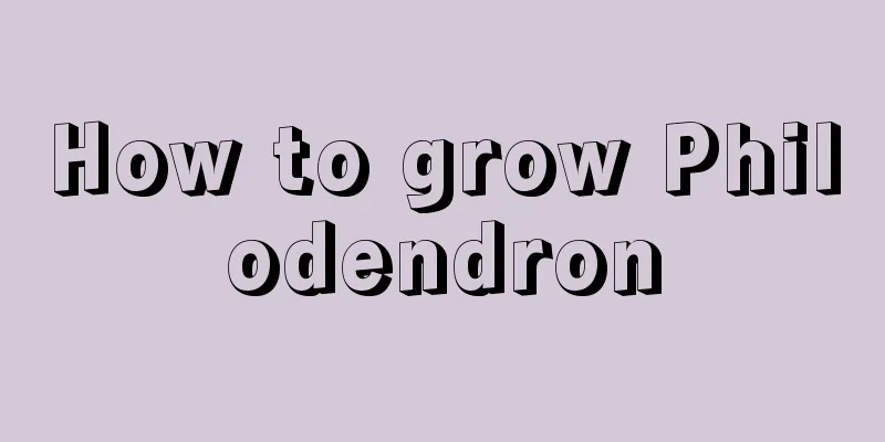 How to grow Philodendron