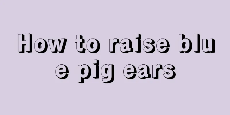 How to raise blue pig ears