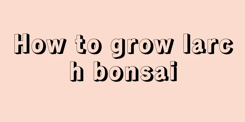 How to grow larch bonsai