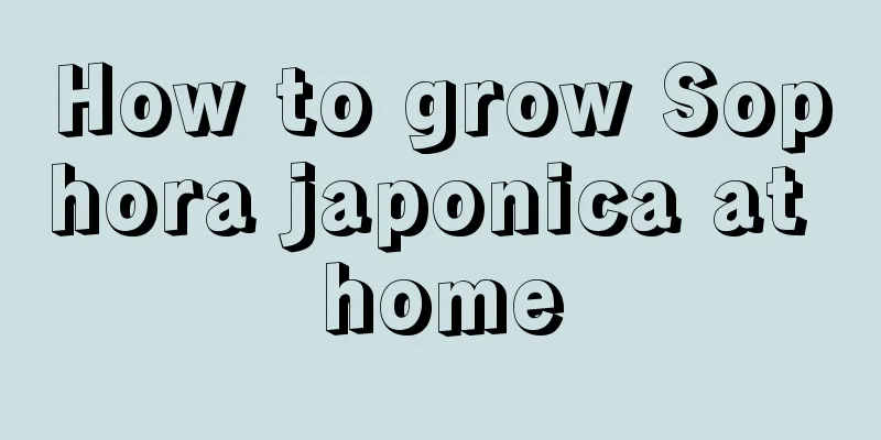 How to grow Sophora japonica at home