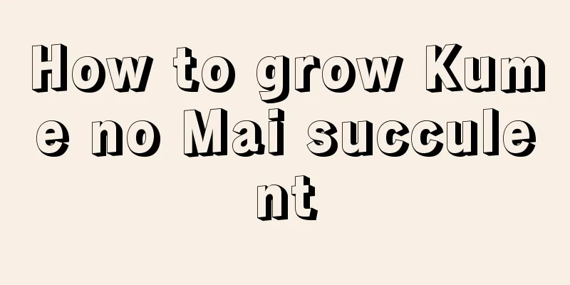 How to grow Kume no Mai succulent