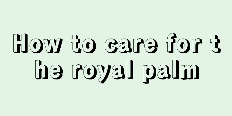 How to care for the royal palm