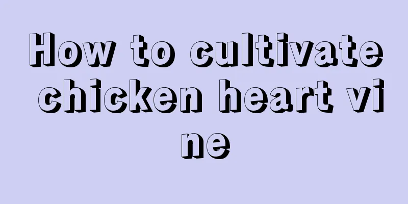 How to cultivate chicken heart vine