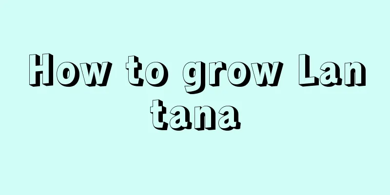 How to grow Lantana