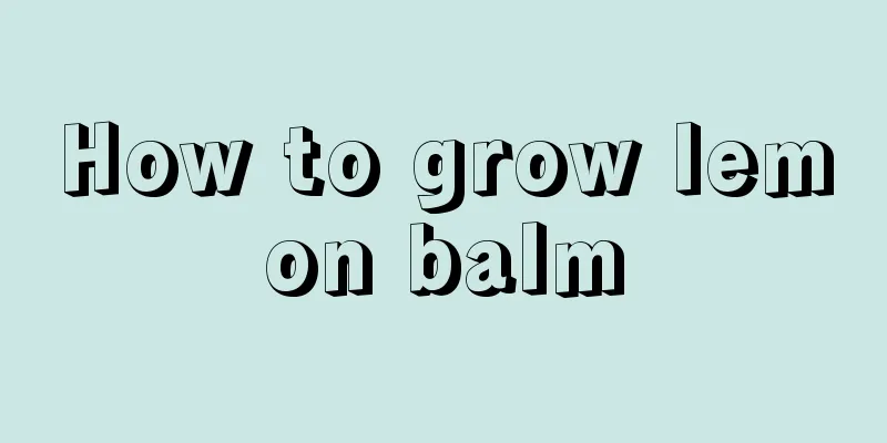 How to grow lemon balm