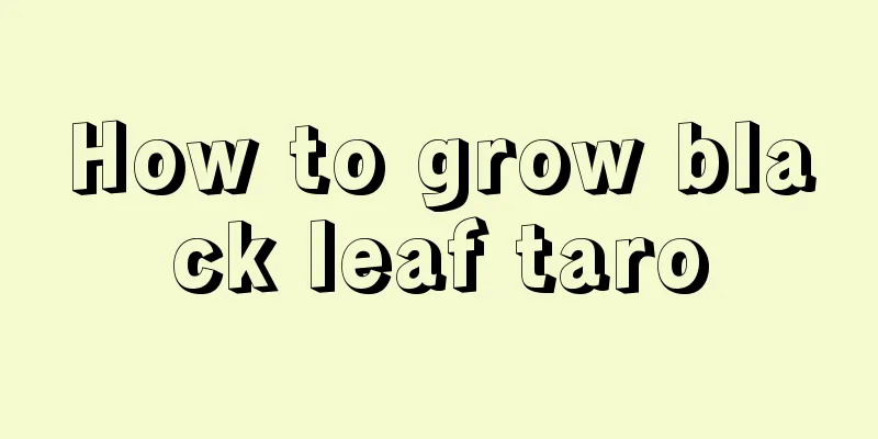 How to grow black leaf taro