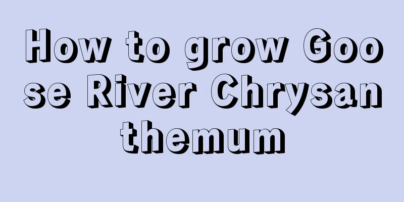 How to grow Goose River Chrysanthemum