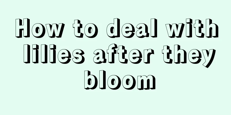 How to deal with lilies after they bloom