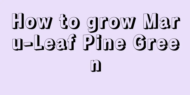 How to grow Maru-Leaf Pine Green