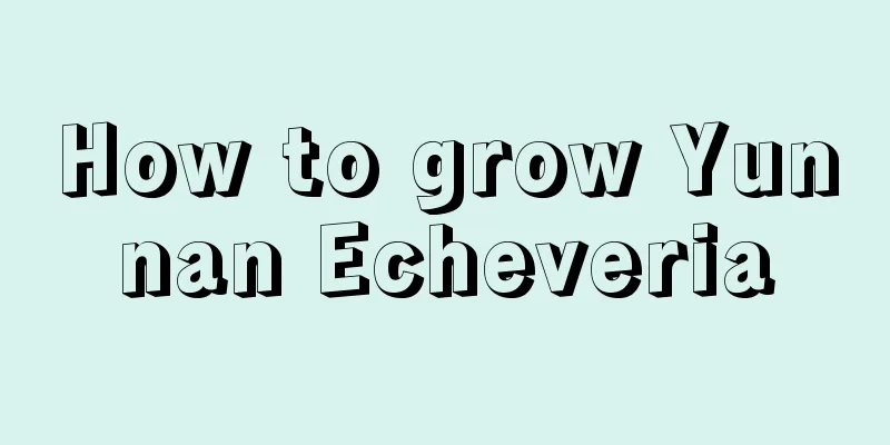 How to grow Yunnan Echeveria