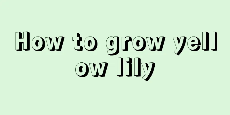 How to grow yellow lily