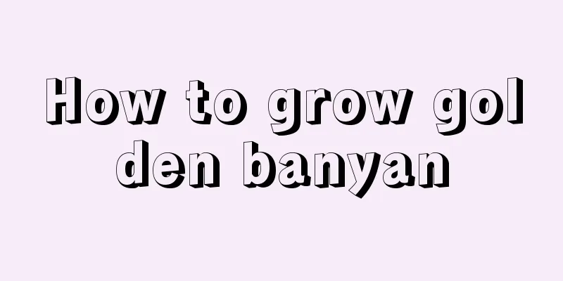 How to grow golden banyan