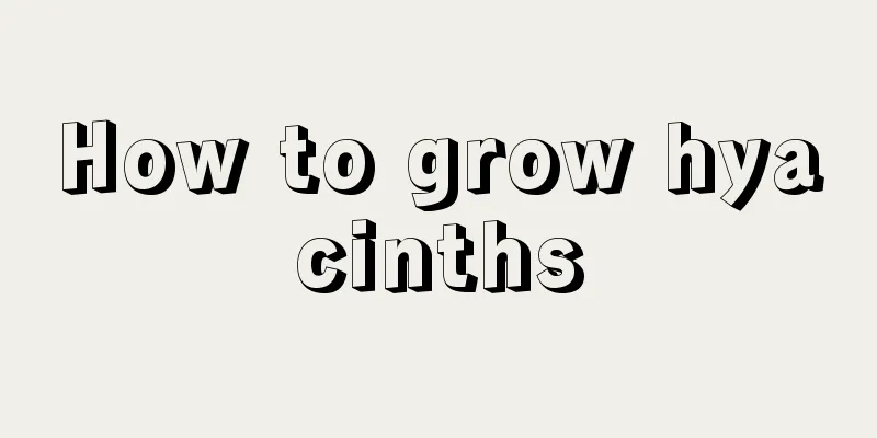 How to grow hyacinths