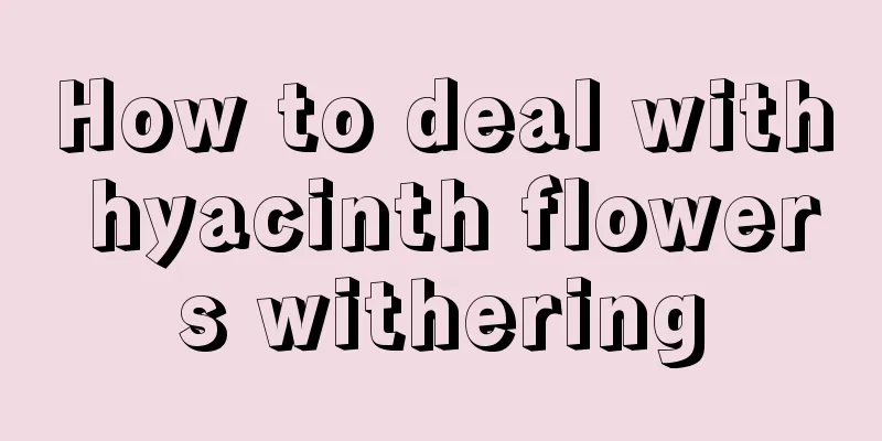 How to deal with hyacinth flowers withering