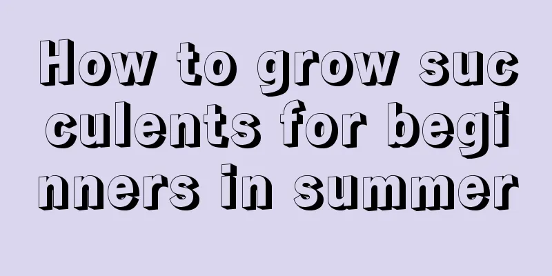 How to grow succulents for beginners in summer