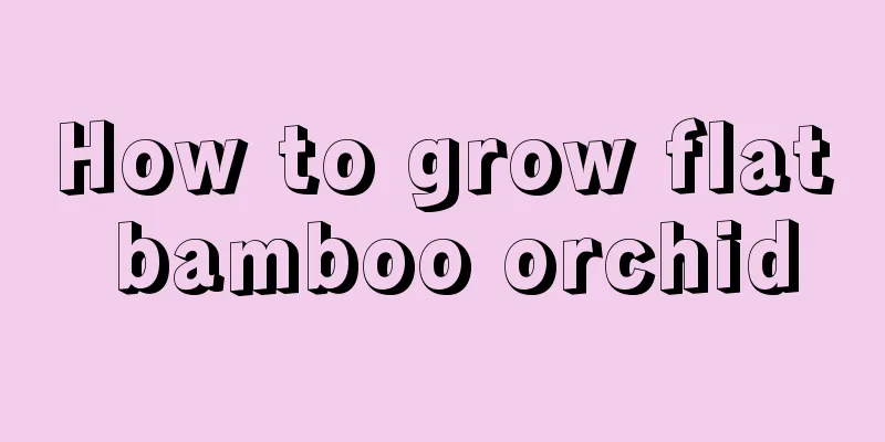 How to grow flat bamboo orchid