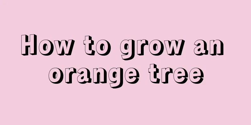 How to grow an orange tree