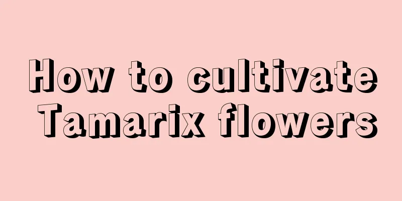 How to cultivate Tamarix flowers