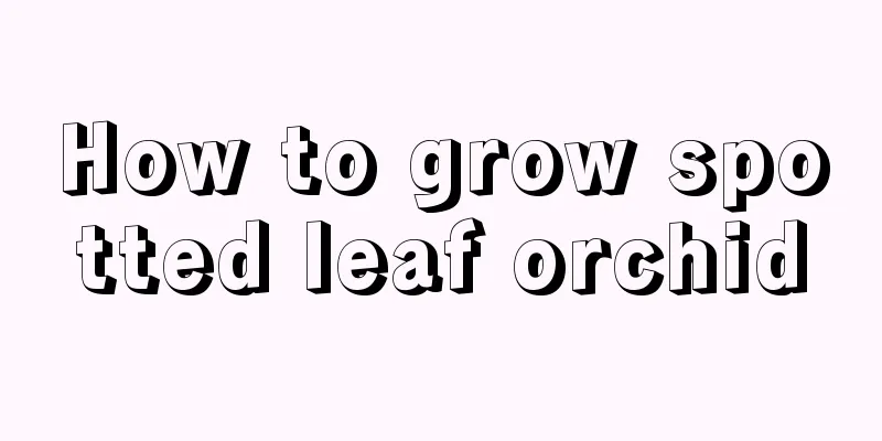 How to grow spotted leaf orchid