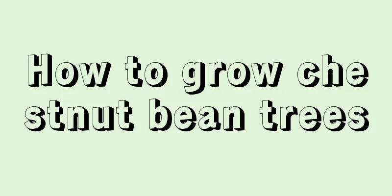 How to grow chestnut bean trees