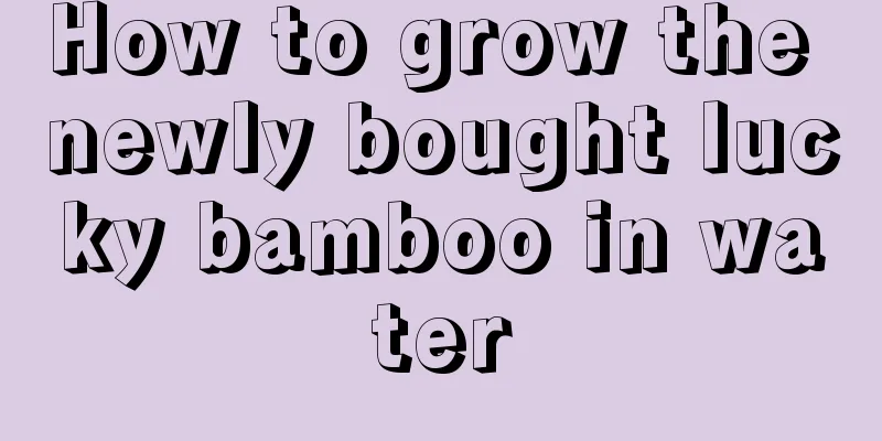 How to grow the newly bought lucky bamboo in water