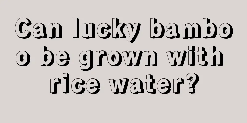 Can lucky bamboo be grown with rice water?