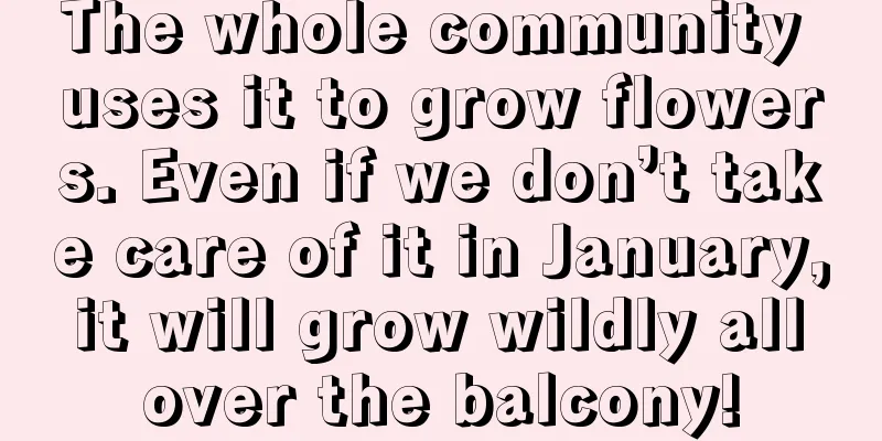 The whole community uses it to grow flowers. Even if we don’t take care of it in January, it will grow wildly all over the balcony!