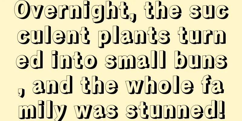 Overnight, the succulent plants turned into small buns, and the whole family was stunned!