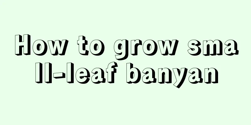 How to grow small-leaf banyan