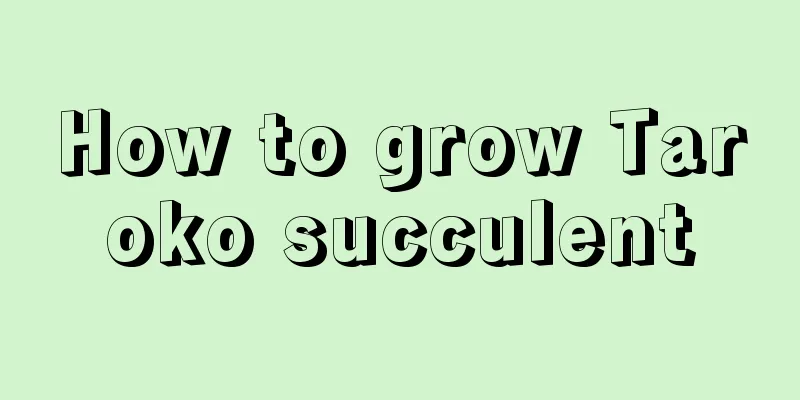 How to grow Taroko succulent