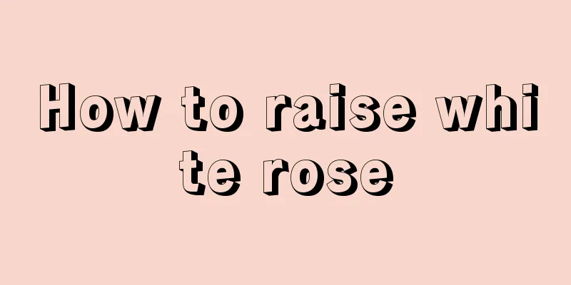 How to raise white rose