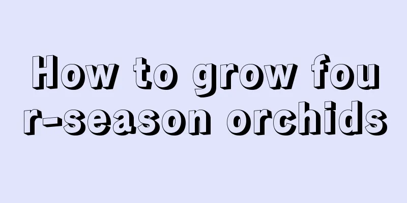 How to grow four-season orchids