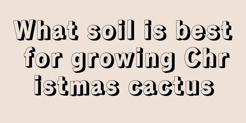 What soil is best for growing Christmas cactus