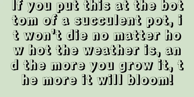 If you put this at the bottom of a succulent pot, it won’t die no matter how hot the weather is, and the more you grow it, the more it will bloom!