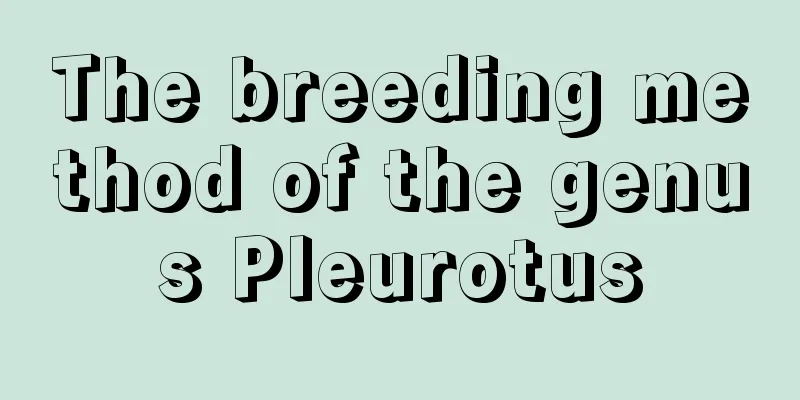 The breeding method of the genus Pleurotus