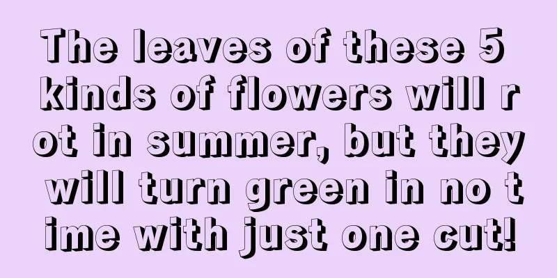 The leaves of these 5 kinds of flowers will rot in summer, but they will turn green in no time with just one cut!