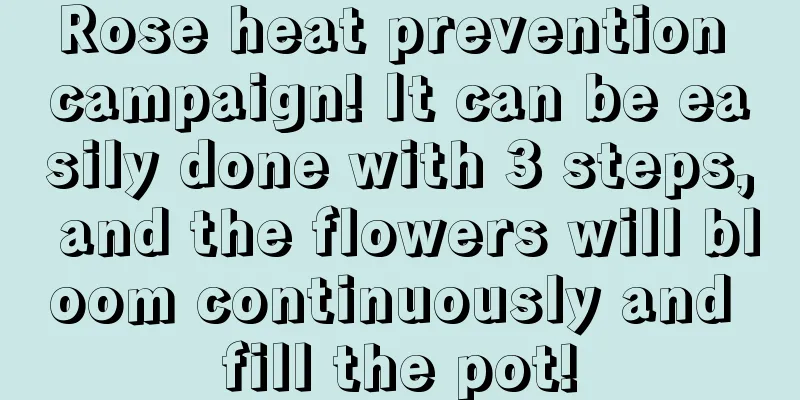 Rose heat prevention campaign! It can be easily done with 3 steps, and the flowers will bloom continuously and fill the pot!