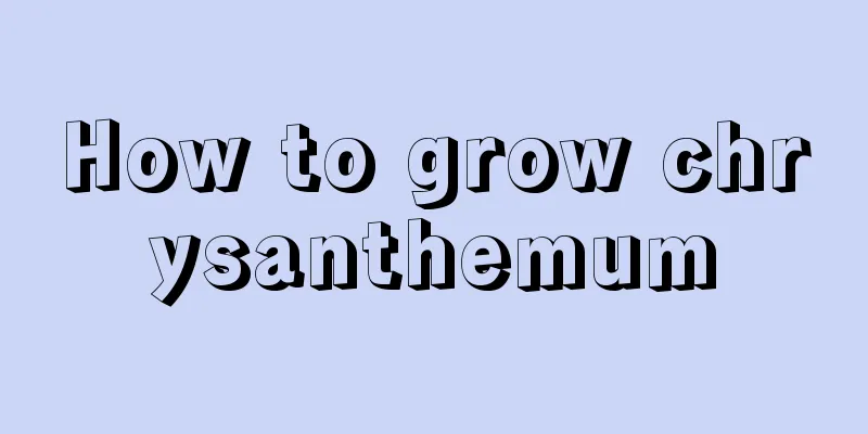 How to grow chrysanthemum