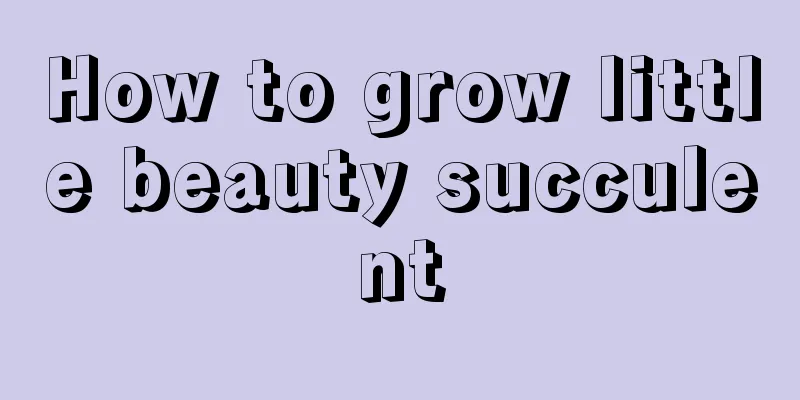 How to grow little beauty succulent