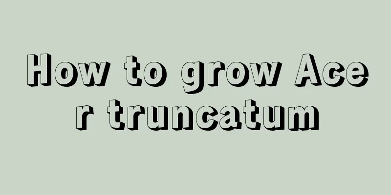 How to grow Acer truncatum