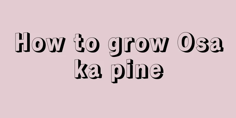 How to grow Osaka pine